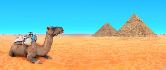 Camel in a colorful horse-clothes resting on the sand near to pyramids, Giza, Cairo, Egypt....