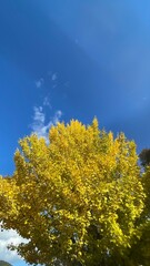 The trees leaves on the mountains were starting to change color.
