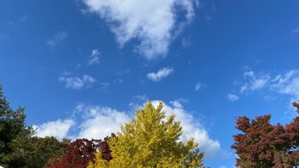 Naklejka premium The trees leaves on the mountains were starting to change color. 