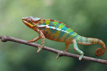 Obraz premium Beautiful color skin of panther chameleon, Adult male panther chameleon on branch, Panther chameleon closeup