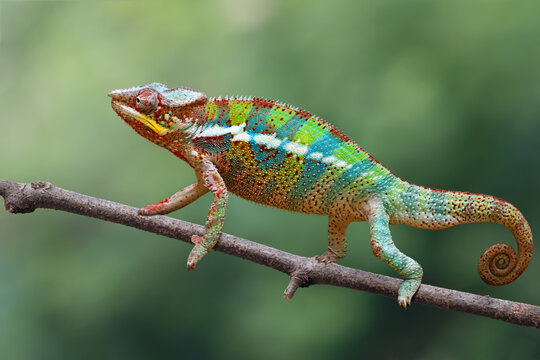 Beautiful color skin of panther chameleon, Adult male panther chameleon on branch, Panther chameleon closeup
