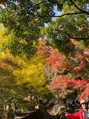 The trees leaves on the mountains were starting to change color