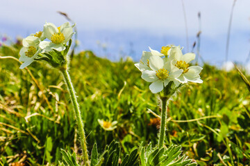 Beautiful flowers and plants grow in the mountains