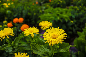 Beautiful flowers and plants grow in the mountains