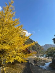 The trees leaves on the mountains were starting to change color