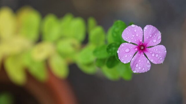 close up of catharanthus roseus flower	on a rainy day