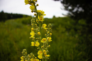 Beautiful flowers and plants grow in the mountains