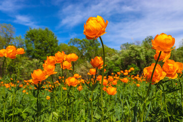 Beautiful flowers and plants grow in the mountains