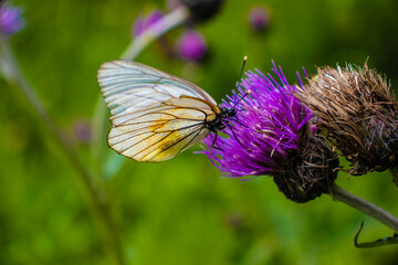 beautiful butterflies