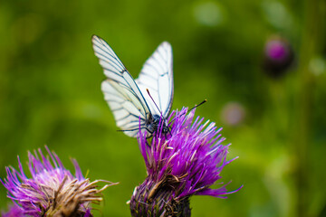 beautiful butterflies
