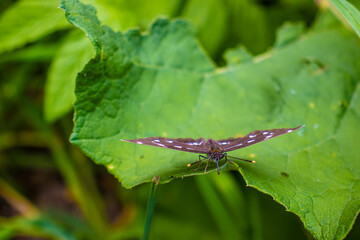 beautiful butterflies
