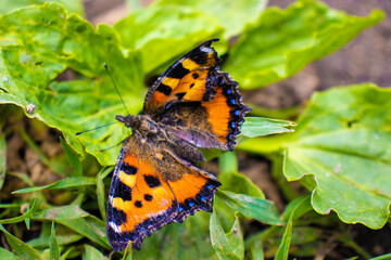 beautiful butterflies