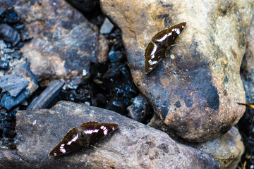 beautiful butterflies