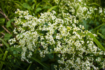 beautiful flowers bloom in the garden