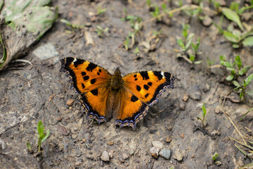 beautiful butterflies