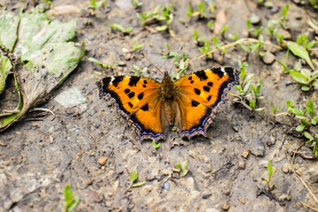 beautiful butterflies