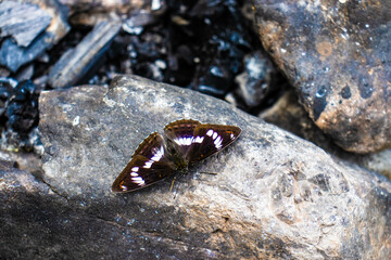 beautiful butterflies