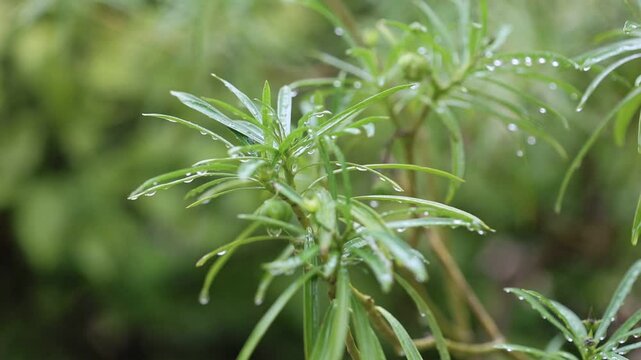 buds and leaves of Thevetia peruviana tree on a rainy day
