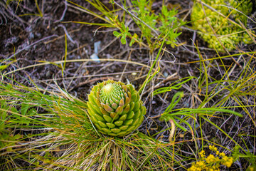 Plants in the mountains