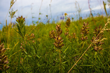 Plants in the mountains