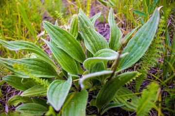 Plants in the mountains