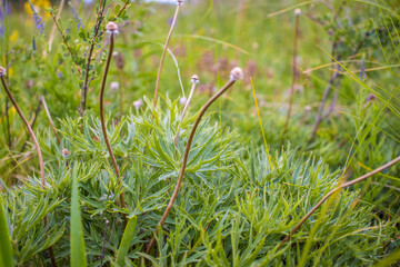 Plants in the mountains
