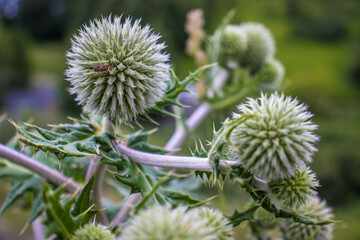 beautiful flowers bloom in the garden