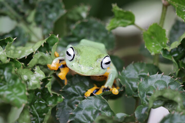 Tree frog on leaf, Gliding frog (Rhacophorus reinwardtii) sitting on branch, Javan tree frog on branch, Indonesian tree frog in rainforest