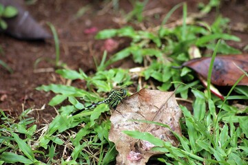dragonfly on a leaf