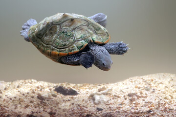 Diamondback terrapin turtle swims to the sand bottom, Diamond back terrapin on white background