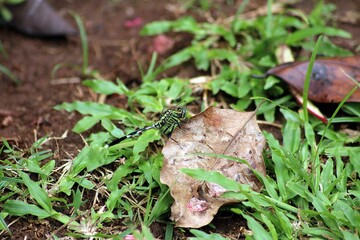 dragonfly on a leaf