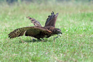 Crested Goshawk bird fighting with snake on the green grass, Crested Goshawk bird eating snake on green grass with natural background