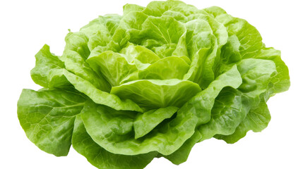 Fresh green lettuce head isolated on white background