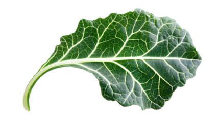 Fresh green kale leaf isolated on white background