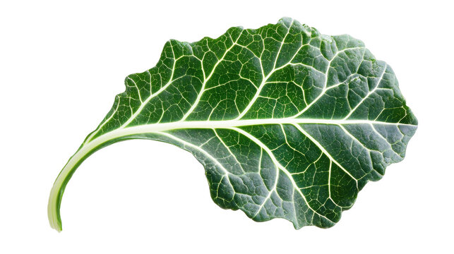 Fresh green kale leaf isolated on white background