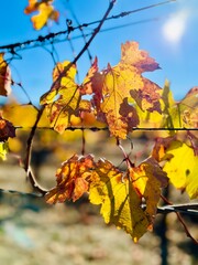 Fototapeta premium Fall Color of Grape Vines