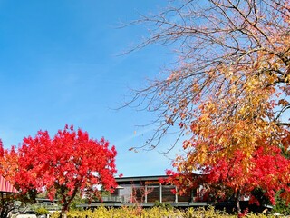 Naklejka premium Fall Color 