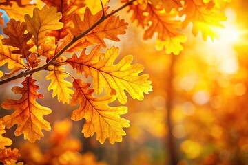 Fototapeta premium Oak leaves shimmer in the golden light of fall.