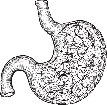 black and white stomach anatomy drawing clip art preview