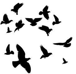 Silhouette of flying birds. Illustration Many flying pigeons. 