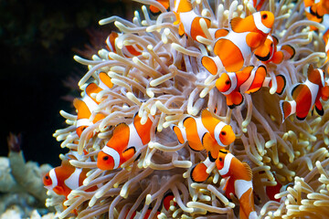 Cute anemone fish playing on the coral reef, beautiful color clownfish on coral feefs, anemones on...