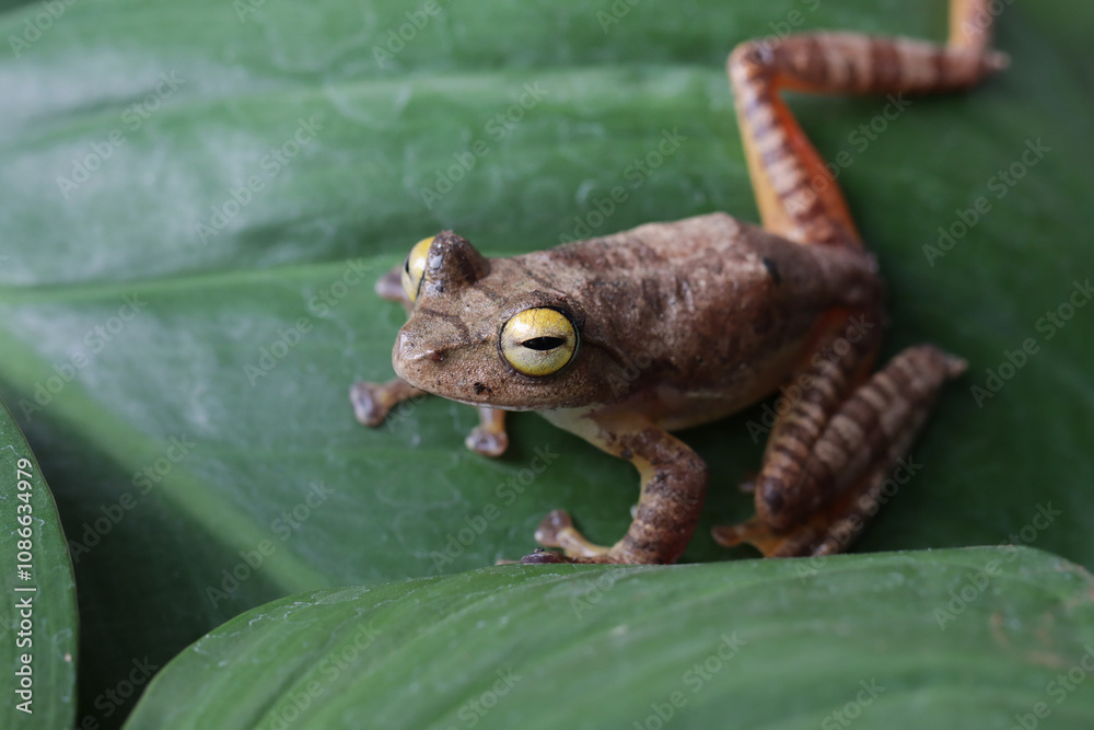 Wall mural rhacophorus margaritifer or java flying frog on leaves, javan flying frog on branch isolated on natu