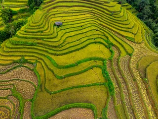 Fototapete Rund Drone aerial view of rice terrace field in harvest season,Green agricultural fields in countryside at northern Vietnam © Panya