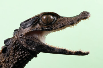 Dwarf caiman paleosuchus trigonatus closeup head isolated on green background, Dwarf caiman paleosuchus trigonatus (Smooth fronted caiman) closeup head