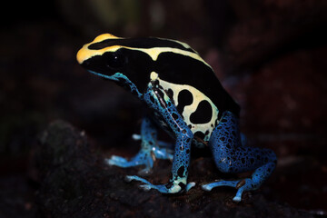 Dyeing poison dart frog closeup on tree, Dyeing poison dart frog closeup
