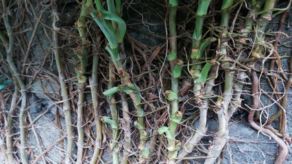 Plant roots growing on concrete wall