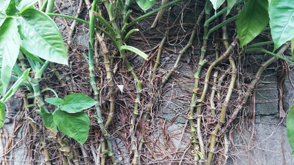 Plant roots growing on concrete wall