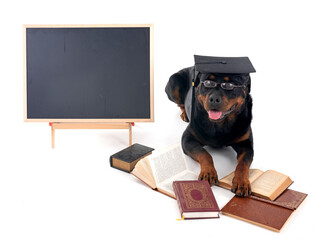 rottweiler back to school