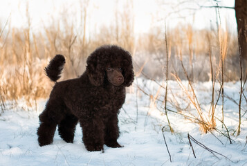 puppy poodle in nature