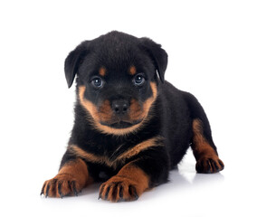 Obraz premium puppy rottweiler in studio